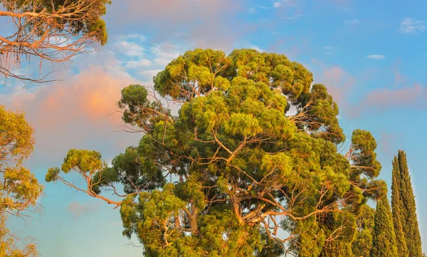 Στέμμα του δέντρου eucaliptus — Φωτογραφία Αρχείου
