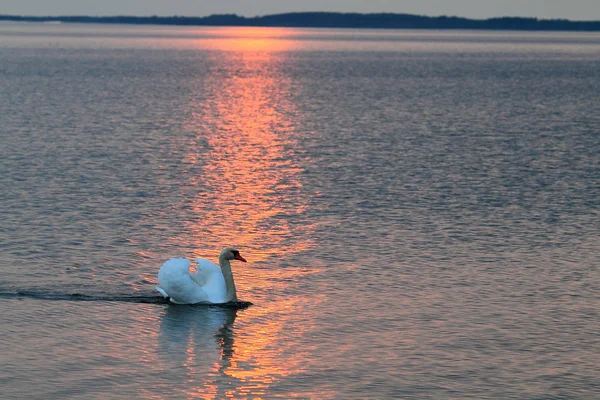 湖の白鳥 — ストック写真