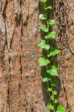 Eski ağaç kabuğu görünümü kapatın