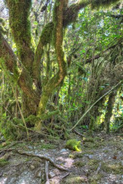 Yosunlu ağaçlar, vahşi orman