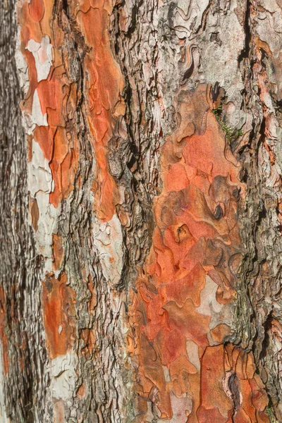 Vieil écorce d'arbre vue de près — Photo