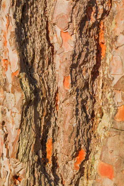 Vieil écorce d'arbre vue de près — Photo