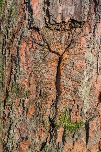 Starý kůry stromů zblízka pohled — Stock fotografie