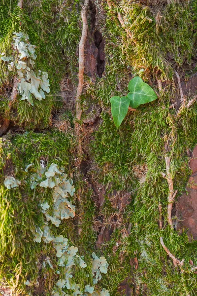 Old tree mossy bark texture — Stock Photo, Image