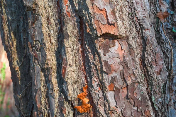 Vieil écorce d'arbre vue de près — Photo