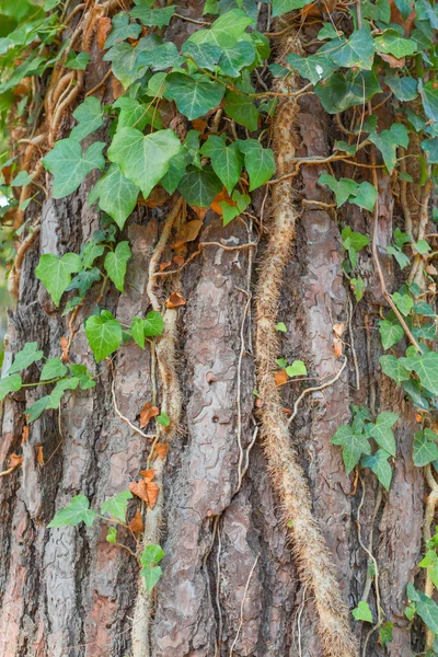 Ancienne texture d'écorce d'arbre — Photo
