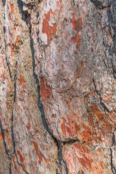 Starý kůry stromů zblízka pohled — Stock fotografie