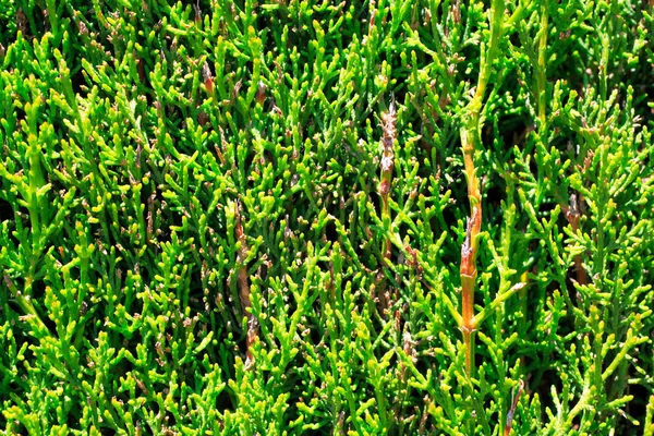 Close-up van groenblijvende thuja boom — Stockfoto