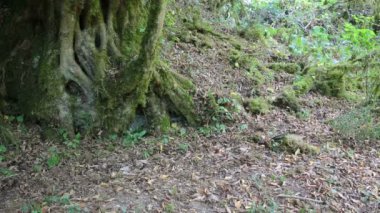 Yosunlu ağaçlar, vahşi orman