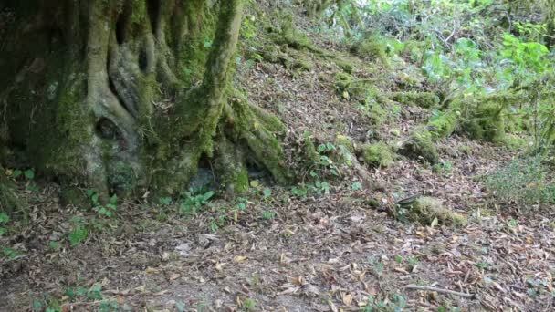 Árboles musgosos en bosque salvaje — Vídeos de Stock