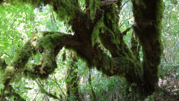 Yosunlu ağaçlar, vahşi orman — Stok video