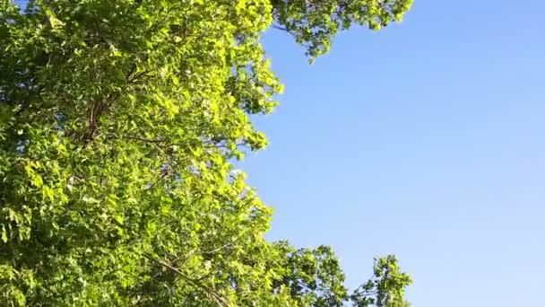 Korona drzewa zielone — Wideo stockowe