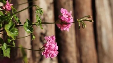 Ahşap çit zemin üzerine çiçek