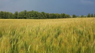 Yeşil Yaz buğday alan sallayarak