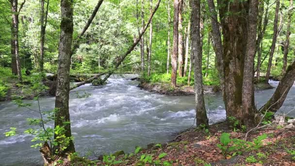Eau courante à la rivière de montagne parmi la forêt — Video