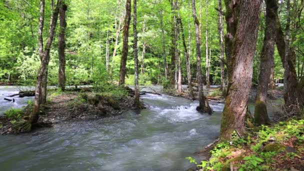 Eau courante à la rivière de montagne parmi la forêt 