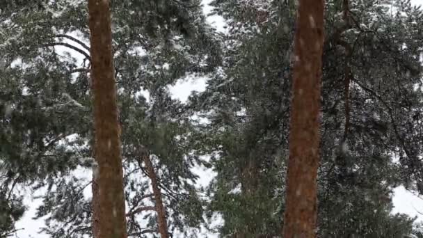 Árbol en bosque de pinos nevadas frías — Vídeo de stock