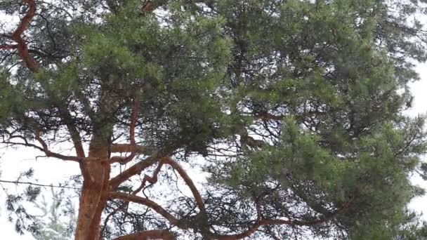 Дерево в сосновом лесу снегопад холодный — стоковое видео