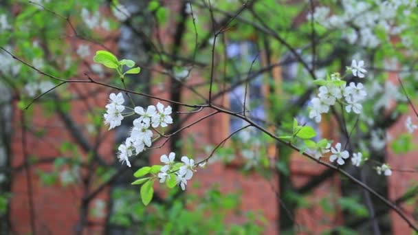 Kirschbaum blüht weiße Blume — Stockvideo