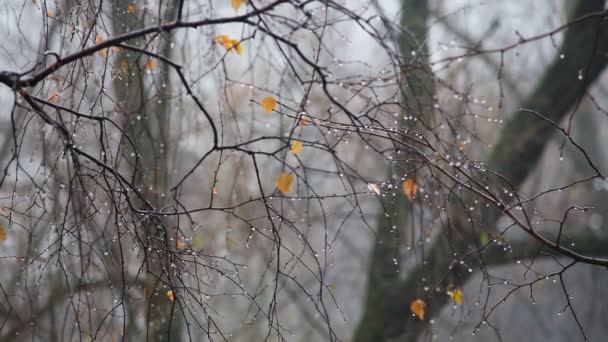 Droplets of rain water on the branch of tree in the autumn forest — Stock Video