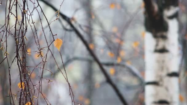 Kapky deště vody na větev stromu v podzimním lese — Stock video