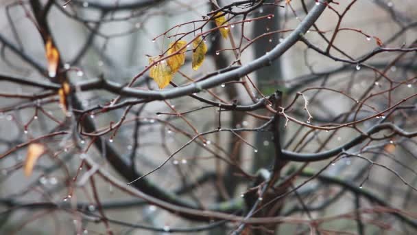 Kapky deště vody na větev stromu v podzimním lese — Stock video