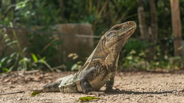 Iguana Dziczy Wśród Zieleni — Zdjęcie stockowe