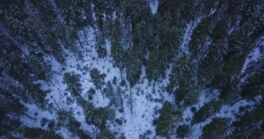 Kardaki orman. Kışın insansız hava aracıyla ateş etmek.