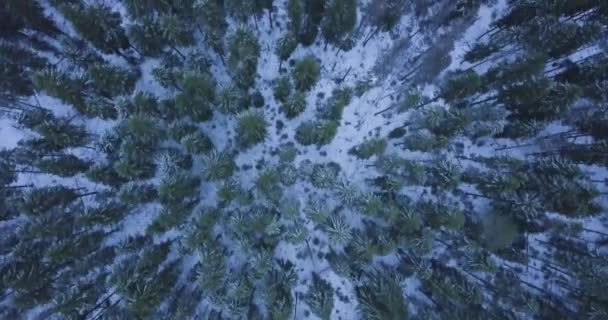 Bosque Invierno Desde Una Gran Altura Disparando Desde Dron — Vídeos de Stock