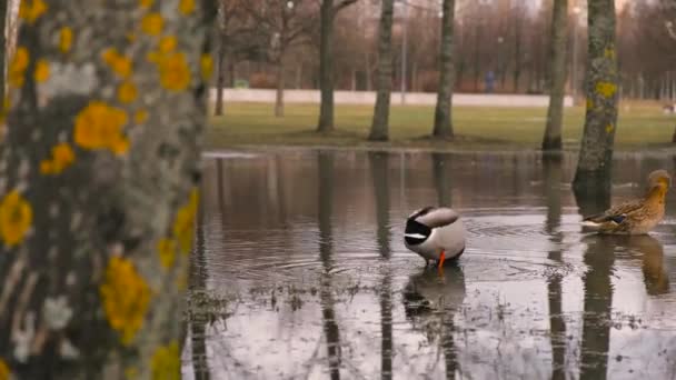 Un canard nettoie ses plumes — Video