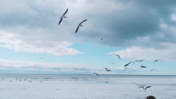 Стая чаек летит над замерзающим морем. — стоковое видео