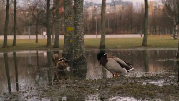 Beautiful ducks wash 4k video — Stock Video