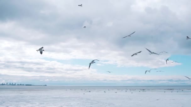 Галлі літають над узбережжям взимку — стокове відео