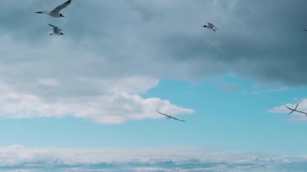 Las gaviotas vuelan en el aire contra el fondo de las nubes. Movimiento lento. — Vídeo de stock