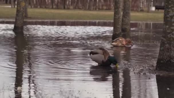 Beautiful duck walks in the lake — Stock Video