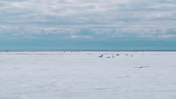 Möwen an der gefrorenen Küste — Stockvideo