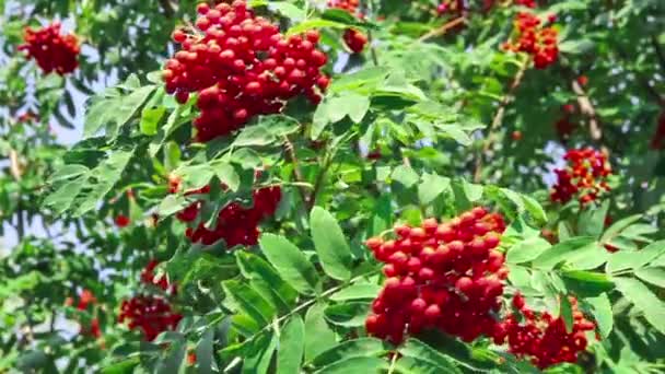 Viburnum árbol — Vídeos de Stock