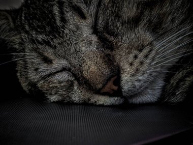 Gato captado descansado felizmente 