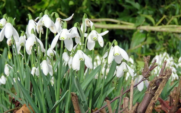 Gotas de neve na primavera — Fotografia de Stock