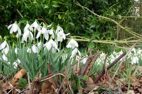 Gouttes de neige au printemps — Photo