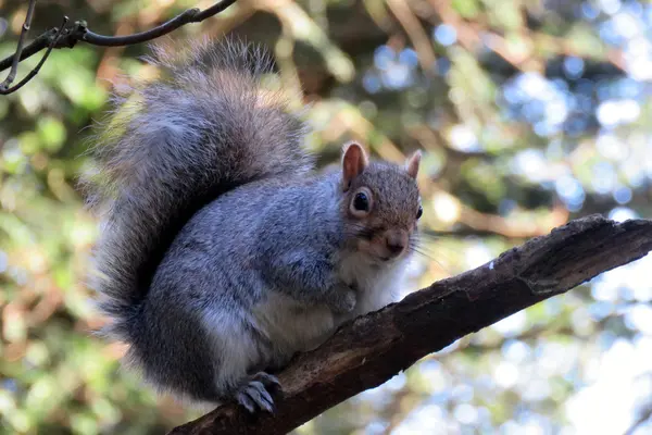 Squirrel in Springtime — Stock Photo, Image