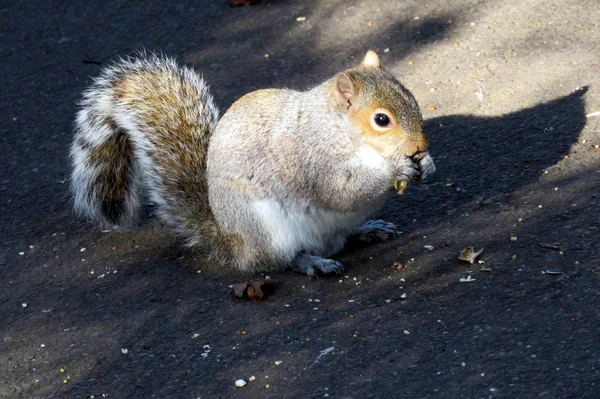 Eichhörnchen im Frühling — Stockfoto