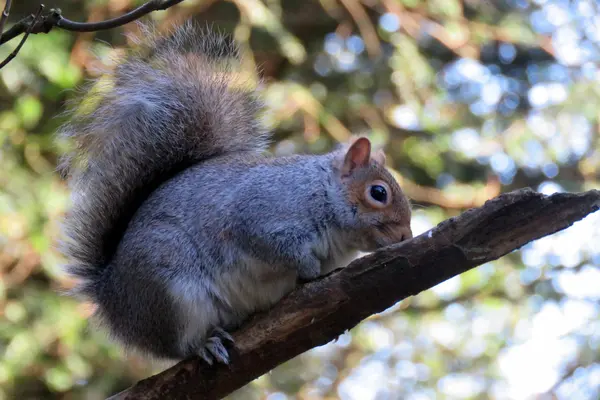 Squirrel in Springtime — Stock Photo, Image