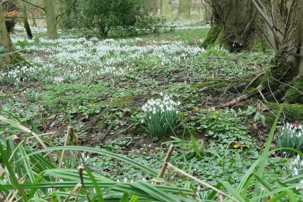 Gouttes de neige au printemps — Photo