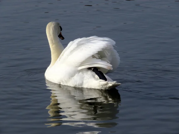 Swan på blotta — Stockfoto