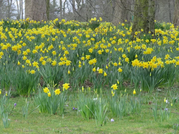 Narcisi in primavera — Foto Stock