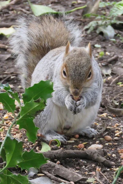 Squirrel in the park — Stock Photo, Image