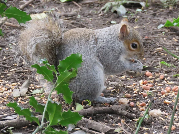 Squirrel in the park — Stock Photo, Image