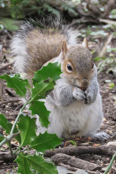 Squirrel in the park — Stock Photo, Image