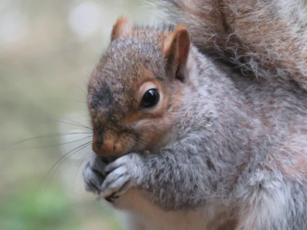 Squirrel in the park — Stock Photo, Image